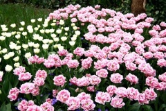 flower_0002