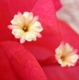 flower_0003
