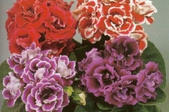 flower_0004