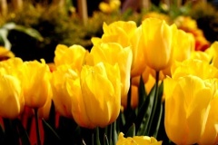 flower_0005