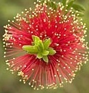 flower_0006