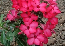 flower_0007