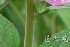 flower_0008