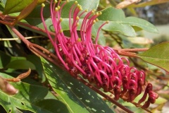 flower_0009