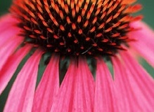 flower_0011