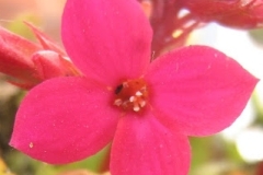 flower_0012