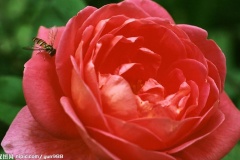flower_0013