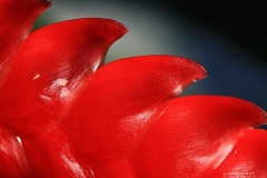 flower_0014