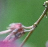 flower_0015