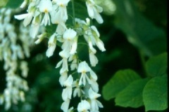 flower_0016