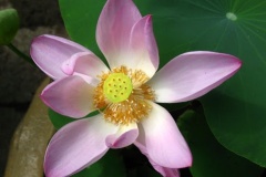 flower_0017