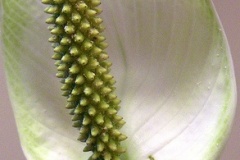 flower_0018