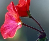 flower_0021