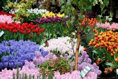 flower_0022