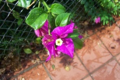 flower_0023