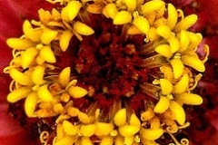 flower_0024