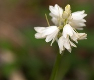 flower_0025