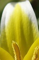 flower_0026