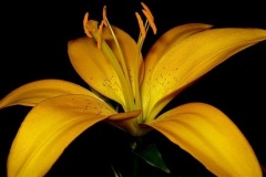 flower_0027