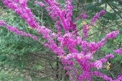 flower_0028