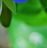 flower_0029