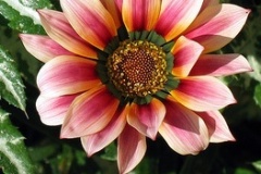 flower_0030