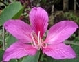 flower_0031