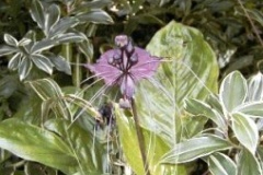 flower_0032