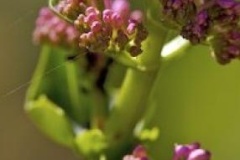 flower_0033