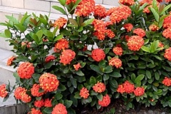 flower_0034