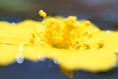 flower_0035