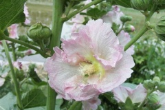 flower_0036