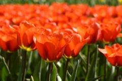 flower_0037