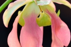flower_0038