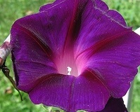 flower_0039