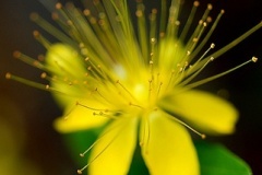 flower_0041