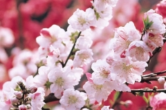 flower_0042