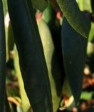 flower_0043
