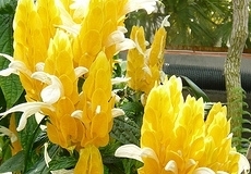 flower_0044