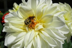 flower_0045