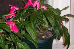 flower_0046