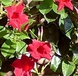 flower_0047
