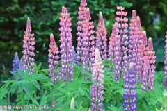 flower_0048