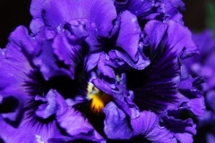 flower_0049