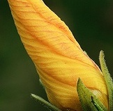 flower_0050