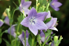 flower_0051