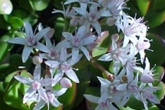 flower_0052