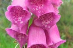 flower_0053