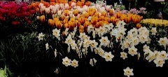 flower_0055