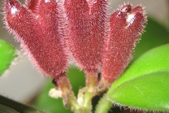 flower_0056